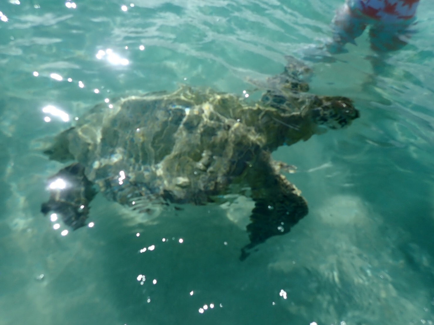 SUP Paddling! Meets Sea Turtles