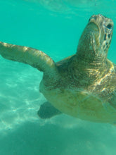 Load image into Gallery viewer, SUP Paddling! Meets Sea Turtles
