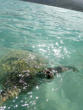 Load image into Gallery viewer, SUP Paddling! Meets Sea Turtles
